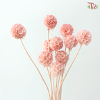 Preserved Scabiosa - Peach Pink (Per Bunch)