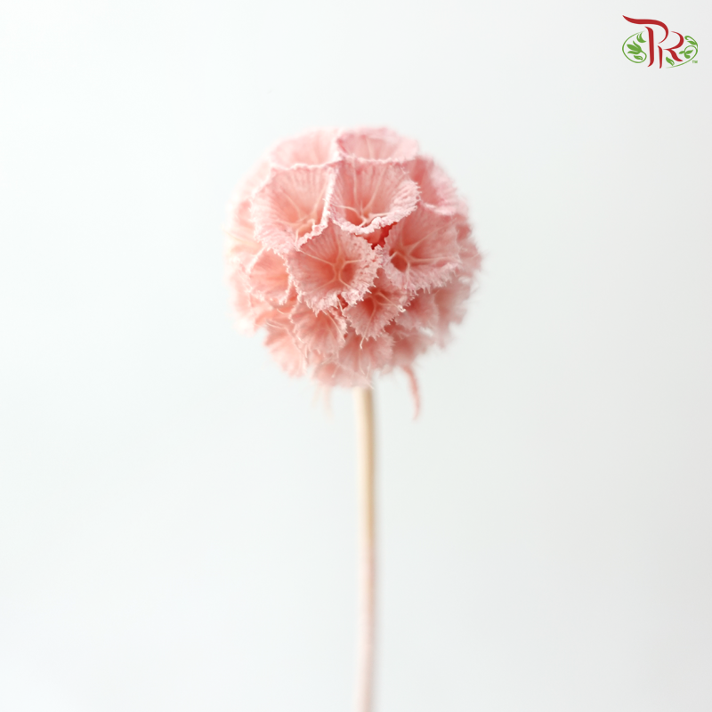 Preserved Scabiosa - Peach Pink (Per Bunch)