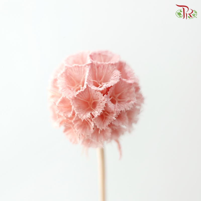 Preserved Scabiosa - Peach Pink (Per Bunch)