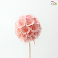 Preserved Scabiosa - Peach Pink (Per Bunch)