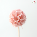Preserved Scabiosa - Peach Pink (Per Bunch)