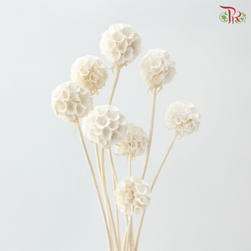 Preserved Scabiosa - White (Per Bunch)