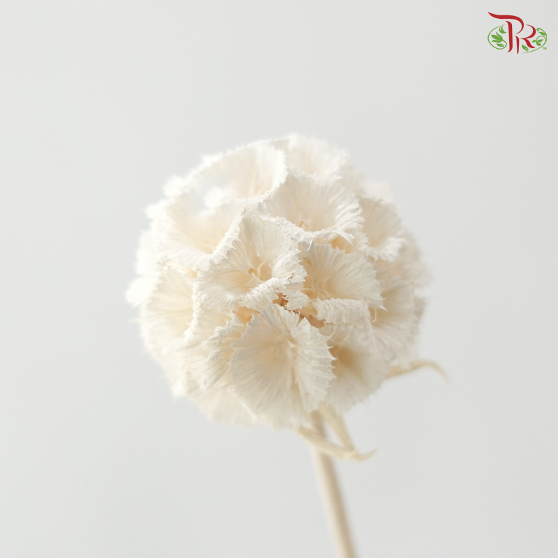 Preserved Scabiosa - White (Per Bunch)