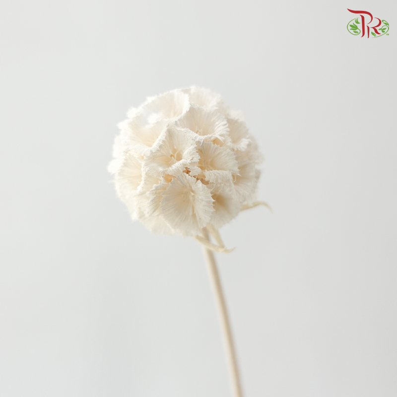 Preserved Scabiosa - White (Per Bunch)