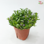 Scaevola Aemula P140 蓝扇花