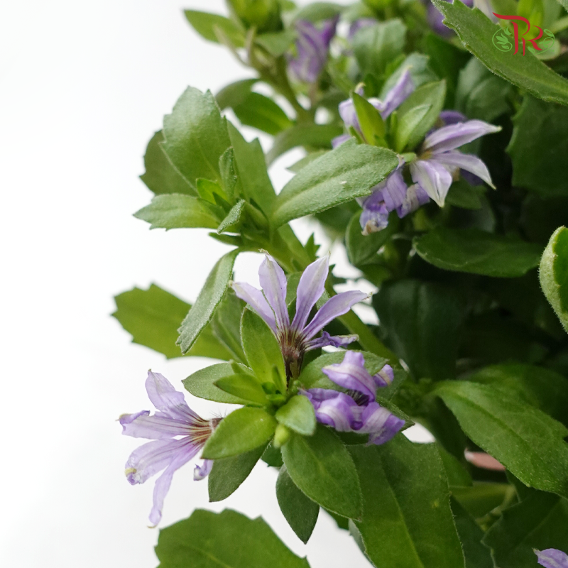 Scaevola Aemula P140 蓝扇花