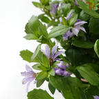 Scaevola Aemula P140 蓝扇花