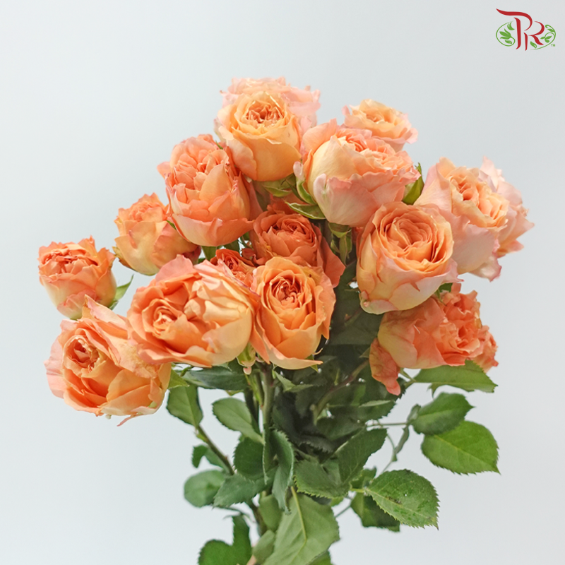 Rose Scented - Apricot Lace (6 Stems)
