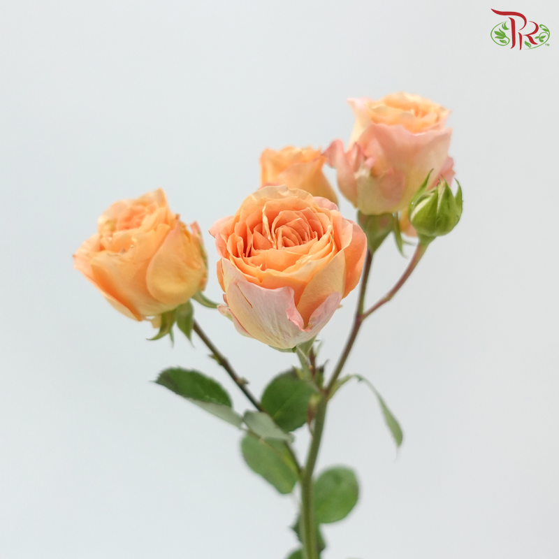Rose Scented - Apricot Lace (6 Stems)