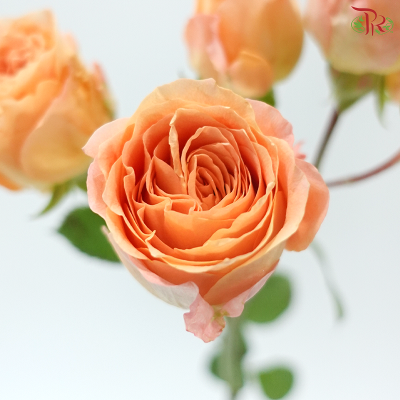 Rose Scented - Apricot Lace (6 Stems)