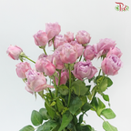 Rose Scented - Lavender Bubble (6 Stems)