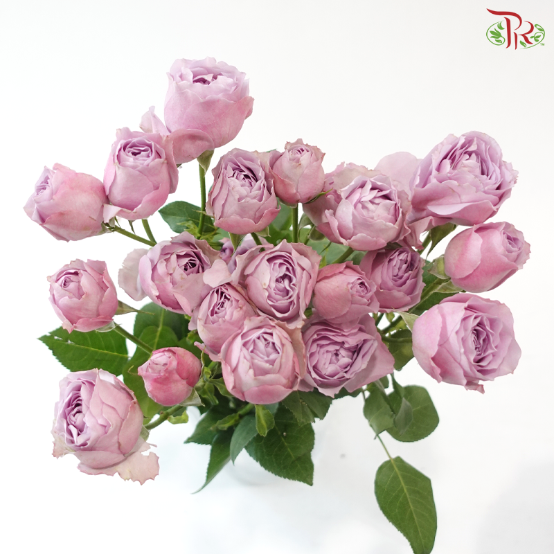 Rose Scented - Lavender Bubble (6 Stems)