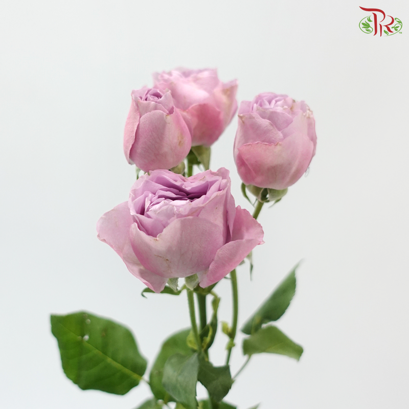 Rose Scented - Lavender Bubble (6 Stems)
