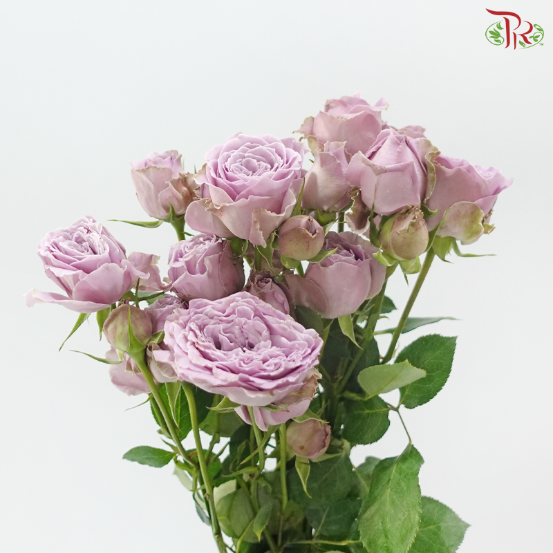 Rose Scented - Princess Kaori (6 Stems)