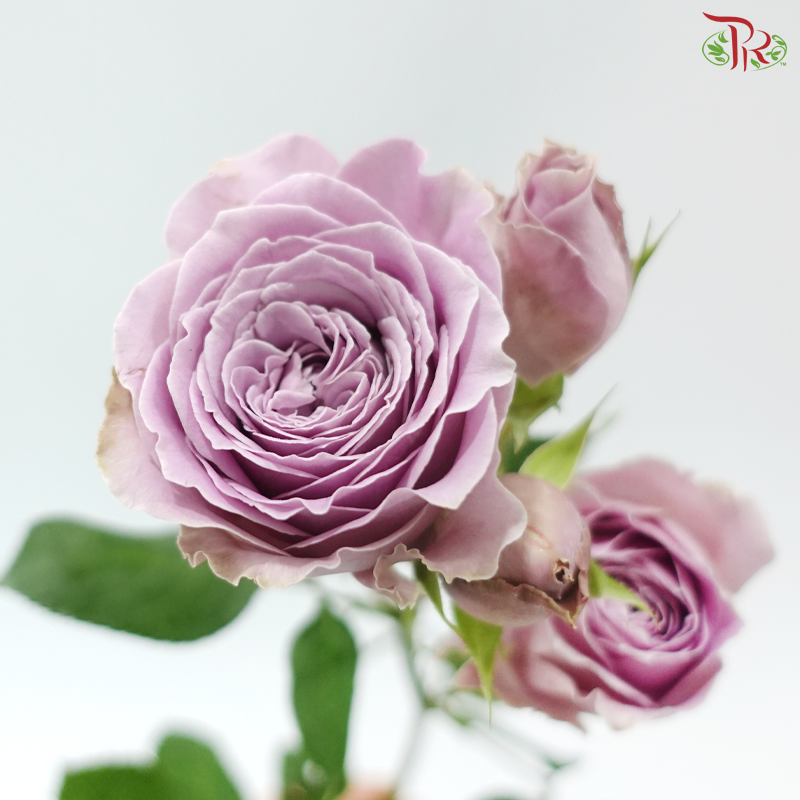 Rose Scented - Princess Kaori (6 Stems)