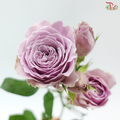 Rose Scented - Princess Kaori (6 Stems)
