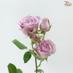 Rose Scented - Princess Kaori (6 Stems)