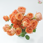 Rose Scented - Apricot Lace (6 Stems)