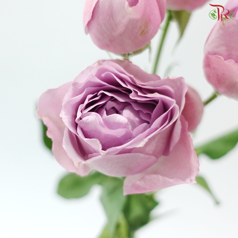Rose Scented - Lavender Bubble (6 Stems)