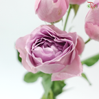 Rose Scented - Lavender Bubble (6 Stems)