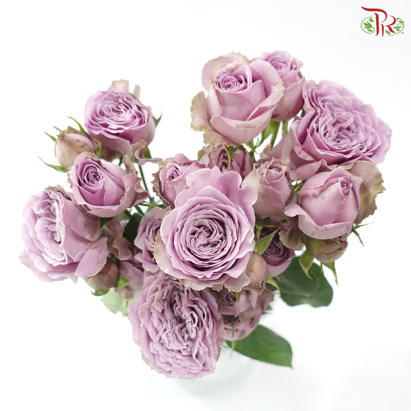 Rose Scented - Princess Kaori (6 Stems)