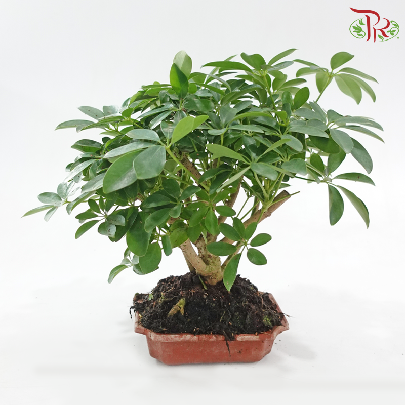 Schefflera Bonsai《鸭脚木》