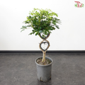 Schefflera Green 2 Loves 1MOH《鸭脚木》