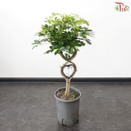 Schefflera Green 2 Loves 1MOH《鸭脚木》