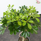 Schefflera Green 2 Loves 1MOH《鸭脚木》