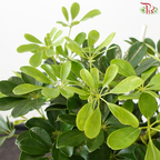Schefflera Green 2 Loves 1MOH《鸭脚木》