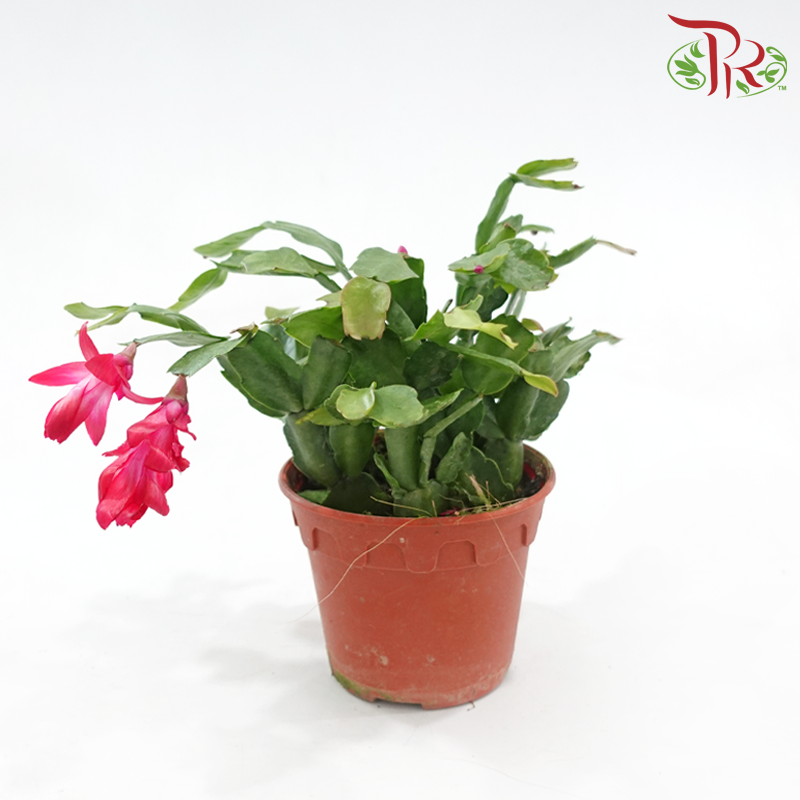 Schlumbergera 120P JH《蟹爪兰》(Random Choose Color) - Without flower