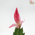 Schlumbergera 120P JH《蟹爪兰》(Random Choose Color) - Without flower