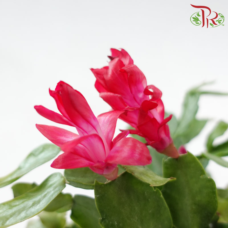 Schlumbergera 120P JH《蟹爪兰》(Random Choose Color) - Without flower