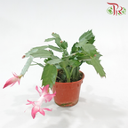 Schlumbergera 120P JH《蟹爪兰》(Random Choose Color) - Without flower