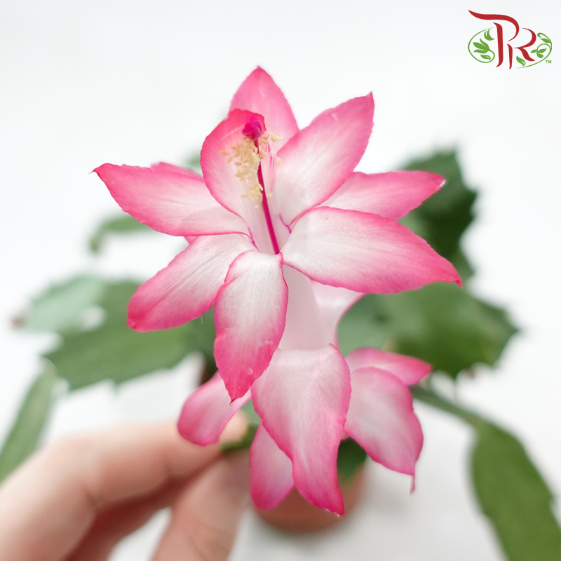 Schlumbergera 120P JH《蟹爪兰》(Random Choose Color) - Without flower