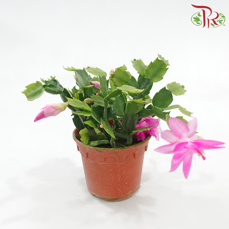 Schlumbergera 120P JH《蟹爪兰》(Random Choose Color) - Without flower