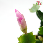 Schlumbergera 120P JH《蟹爪兰》(Random Choose Color) - Without flower