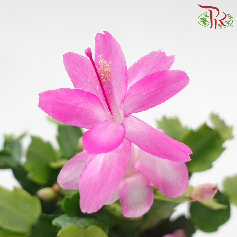 Schlumbergera 120P JH《蟹爪兰》(Random Choose Color) - Without flower