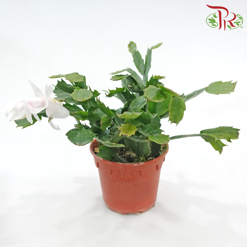 Schlumbergera 120P JH《蟹爪兰》(Random Choose Color) - Without flower