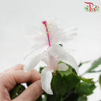 Schlumbergera 120P JH《蟹爪兰》(Random Choose Color) - Without flower