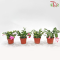 Schlumbergera 120P JH《蟹爪兰》(Random Choose Color) - Without flower
