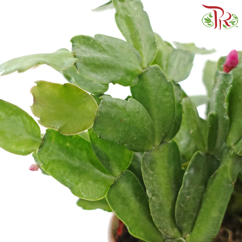 Schlumbergera 120P JH《蟹爪兰》(Random Choose Color) - Without flower