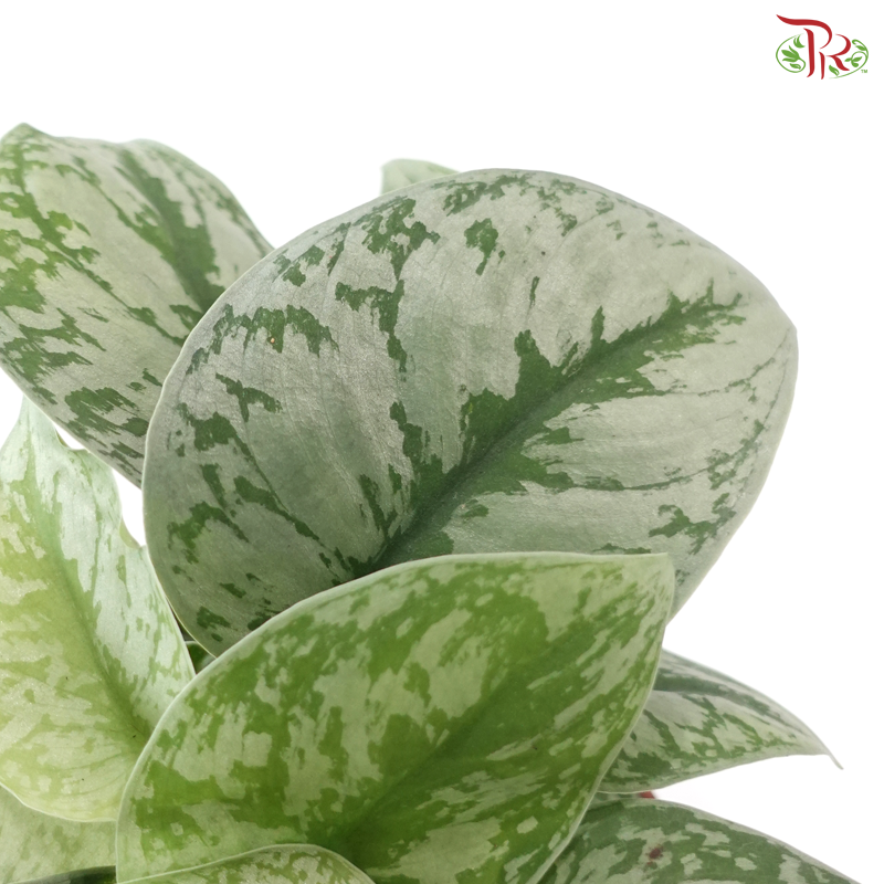 Scindapsus Pictus《大叶银斑葛》
