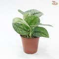 Scindapsus Pictus《大叶银斑葛》