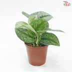 Scindapsus Pictus《大叶银斑葛》