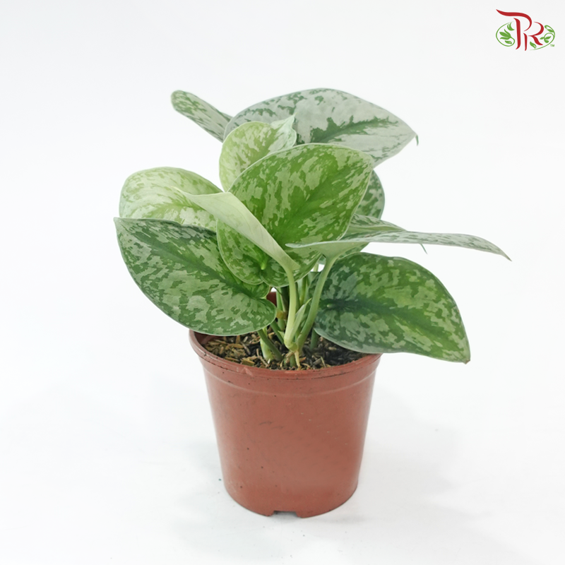 Scindapsus Pictus《大叶银斑葛》