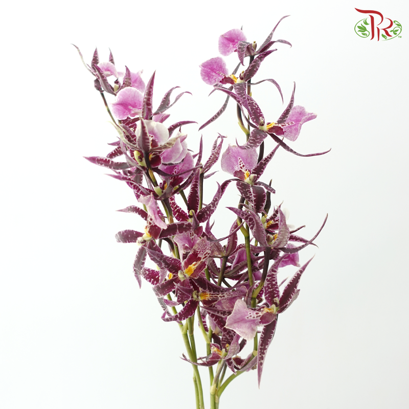 Arachnis (Scorpion Orchid) - Purple (Half Bunch)