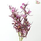Arachnis (Scorpion Orchid) - Purple (Half Bunch)