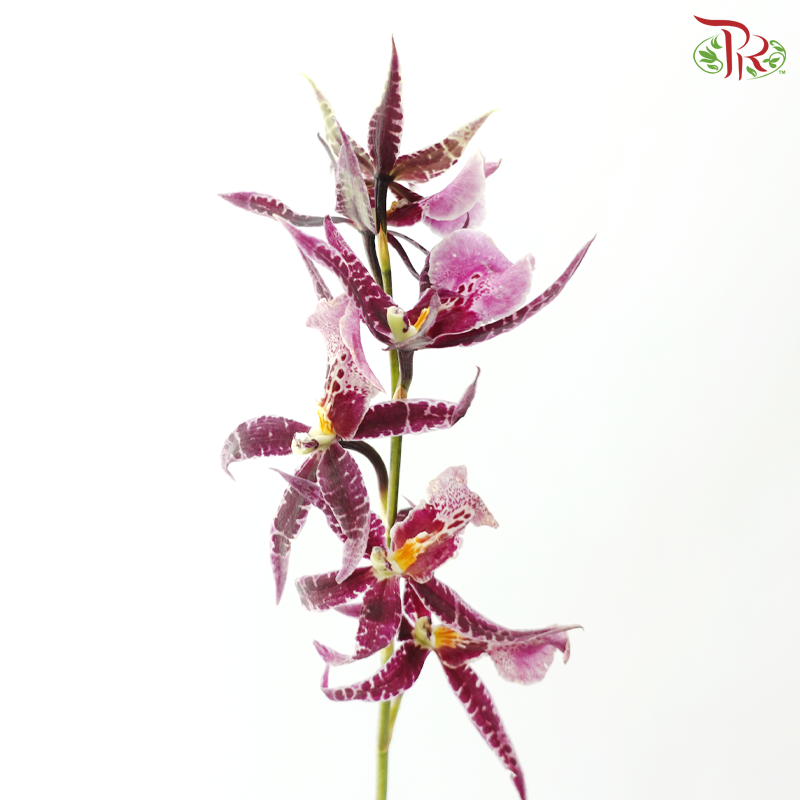 Arachnis (Scorpion Orchid) - Purple (Half Bunch)