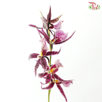 Arachnis (Scorpion Orchid) - Purple (Half Bunch)
